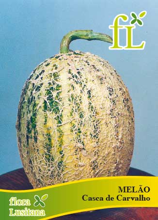 MELÃO CASCA CARVALHO *FL*