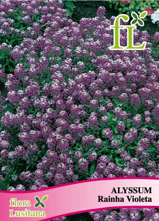 alyssum rainha violeta *fl*