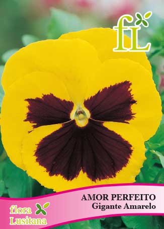 AMOR PERFEITO GIGANTE AMARELO *FL*