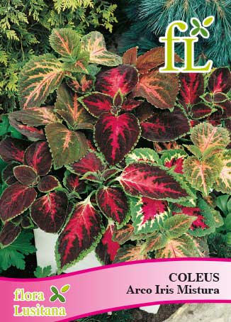 COLEUS ARCO IRIS MISTURA *FL*