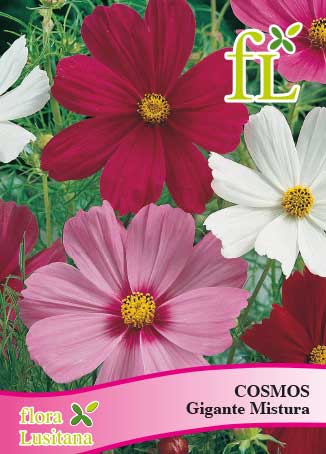 COSMOS GIGANTE MISTURA *FL*