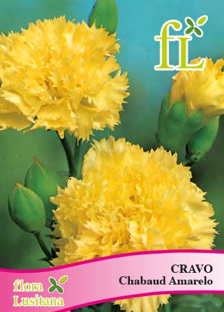CRAVO CHABAUD AMARELO *FL*