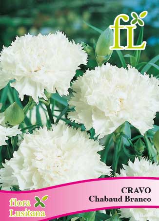 CRAVO CHABAUD BRANCO *FL*