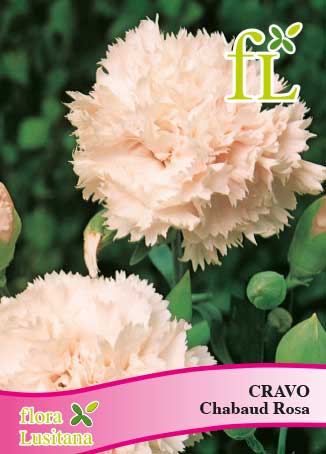 CRAVO CHABAUD ROSA *FL*