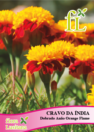 CRAVO DA INDIA DOBRADO ANÃO ORANGE FLAME *FL*