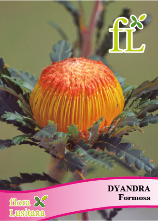 DYANDRA FORMOSA *FL*
