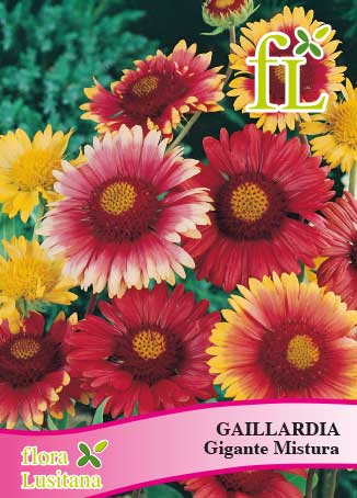GAILLARDIA GIGANTE MISTURA *FL*