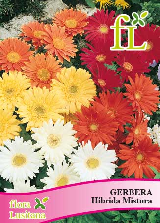 GERBERA HIBRIDA MISTURA *FL*