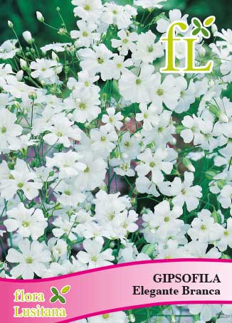 GIPSOFILA ELEGANTE BRANCA *FL*