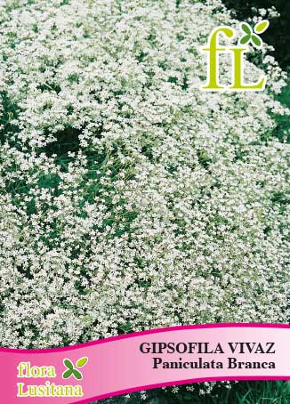 GIPSOFILA VIVAZ PANICULADA BRANCA *FL*