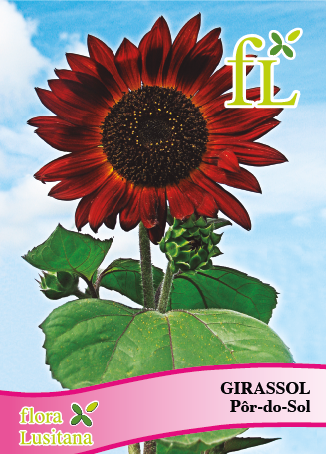GIRASSOL POR DO SOL *FL*