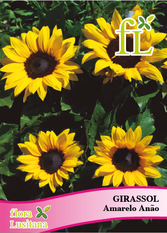 GIRASSOL AMARELO ANÃO *FL*
