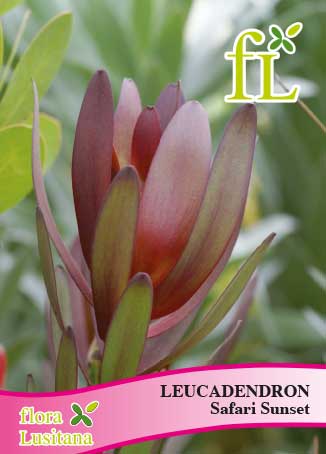 LEUCADENDRON SAFARI SUNSET *FL*