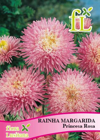 RAINHA MARG. PRINCESA ROSA *FL*