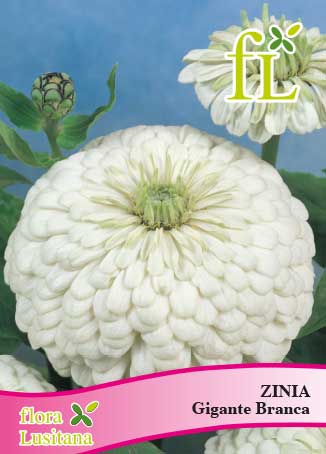 ZINIA GIGANTE BRANCA *FL*