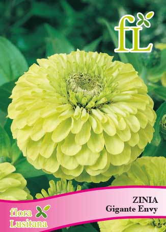 ZINIA GIGANTE ENVY *FL*