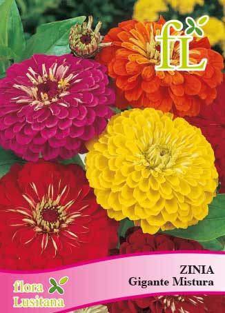 ZINIA GIGANTE MISTURA *FL*