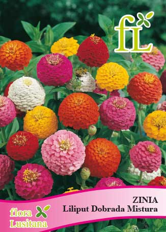 ZINIA LILIPUT DOBRADA MISTURA *FL*