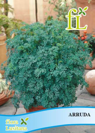 arruda *fl*