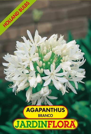 agapanthus branco c/1
