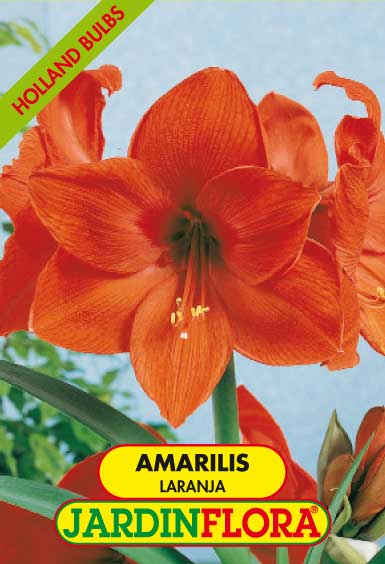 amarilis laranja c/1