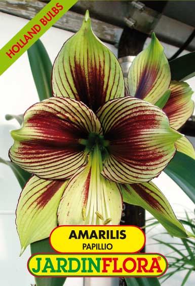 amarilis papillio s/1