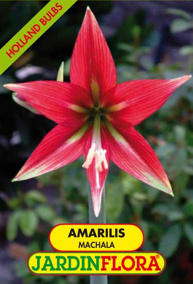 amarilis machala c/1