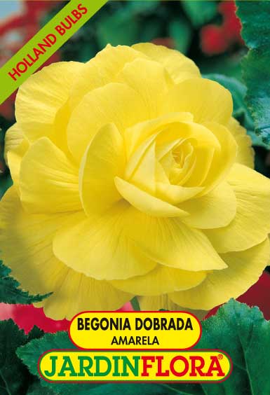 begonia dobrada amarela c/2