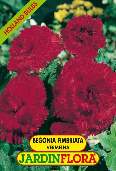 BEGONIA FIMBRIATA VERMELHA C/3