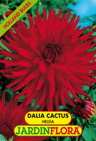 DALIA CACTUS HELGA C/1