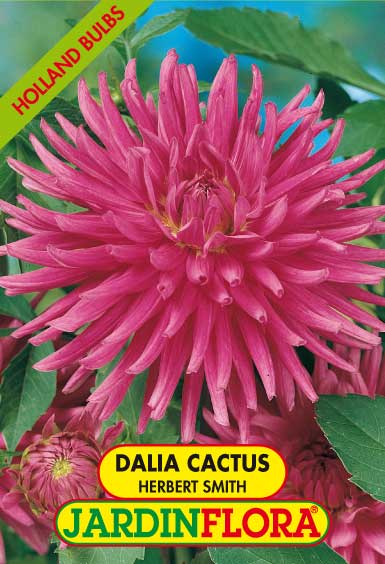 DALIA CACTUS HERBERT SMITH C/1