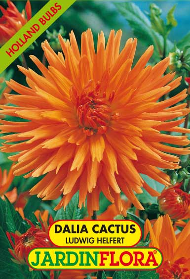 DALIA CACTUS LUDWING HELFERT C/1