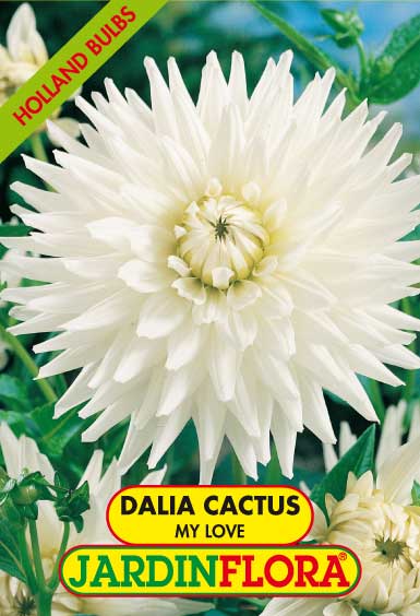 DALIA CACTUS MY LOVE C/1