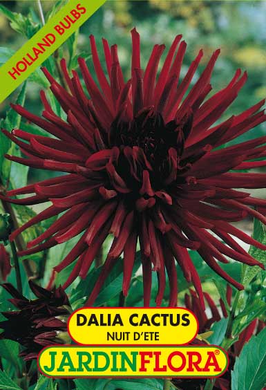 DALIA CACTUS NUIT D ÉTÉ C/1