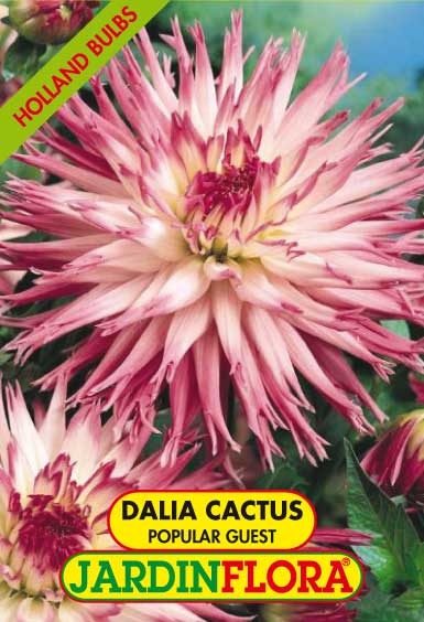 DALIA CACTUS POPULAR GUEST C/1