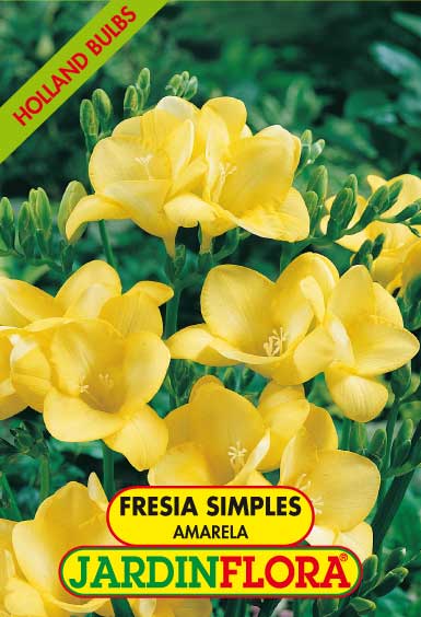 Frésia Simples Amarela S/10