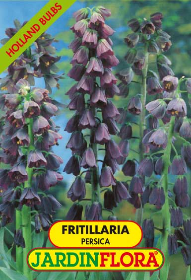 FRITILLARIA PERSICA S/1
