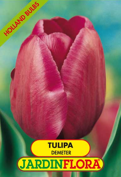 Tulipa Demeter Púrpura S/5