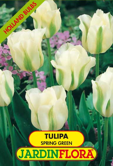 Tulipa Spring Green - Br.Ver. S/5