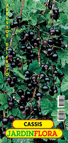 arbusto cassis s/1