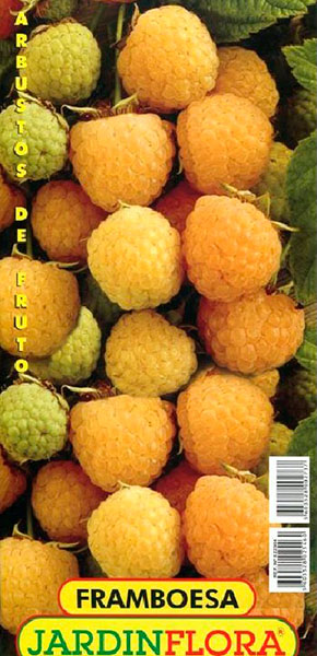arbusto framboesa amarela s/1