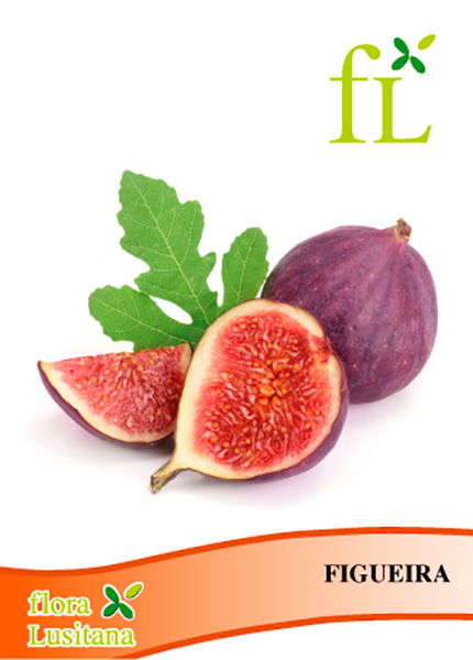 FIGUEIRA BRANCA