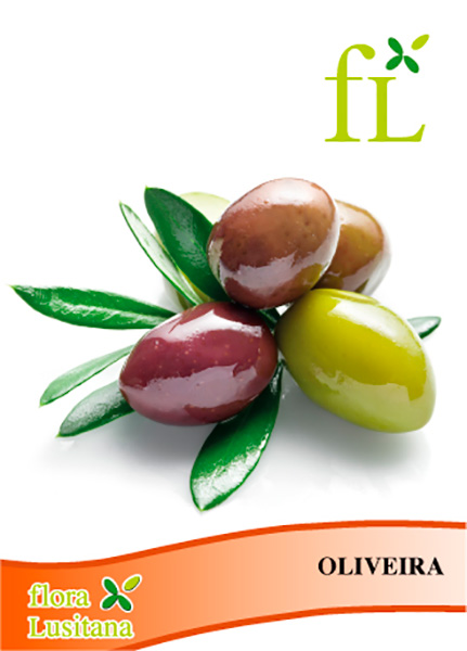 OLIVEIRA-ALBEQUINA AZEITE