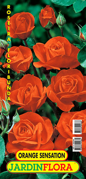 ROSEIRA ORANGE SENSATION S/1