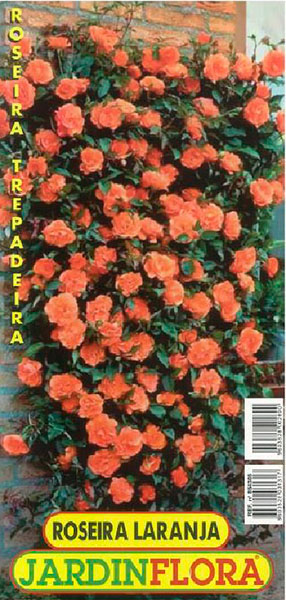 ROSEIRA TREPAR LARANJA S/1