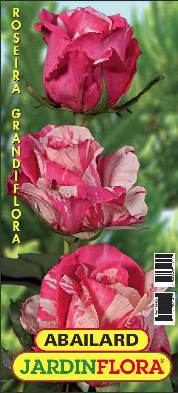 roseira abailard s/1