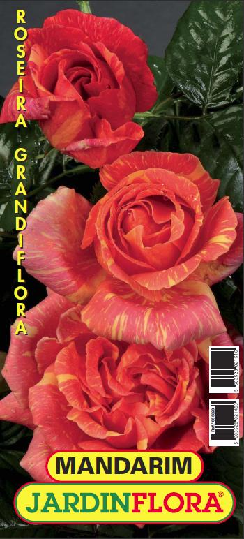 ROSEIRA MANDARIN S/1