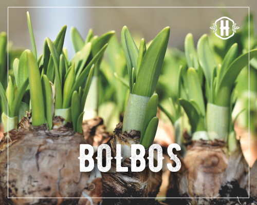 Bolbos