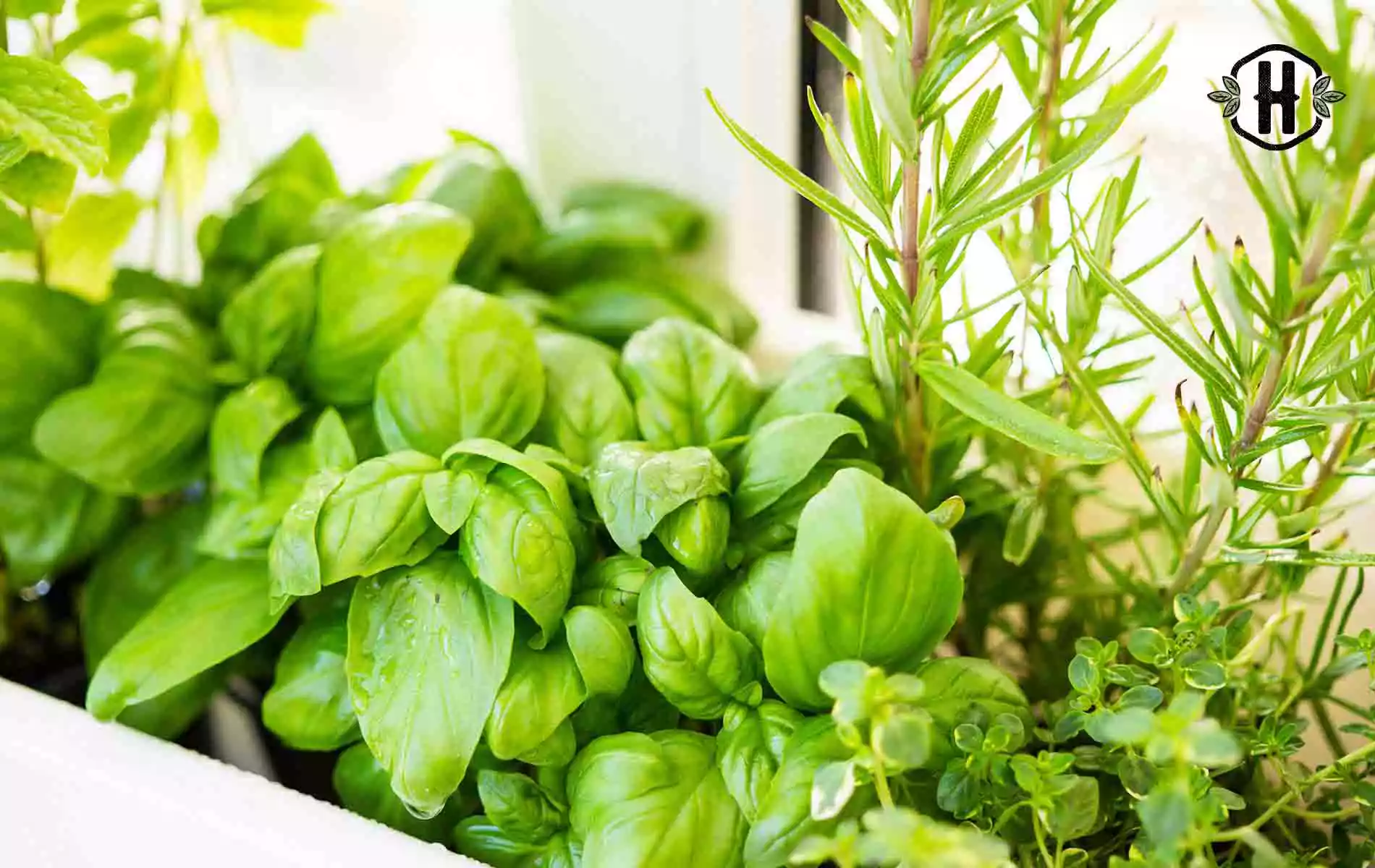 5 ideias DIY para uma mini horta interior de ervas aromáticas