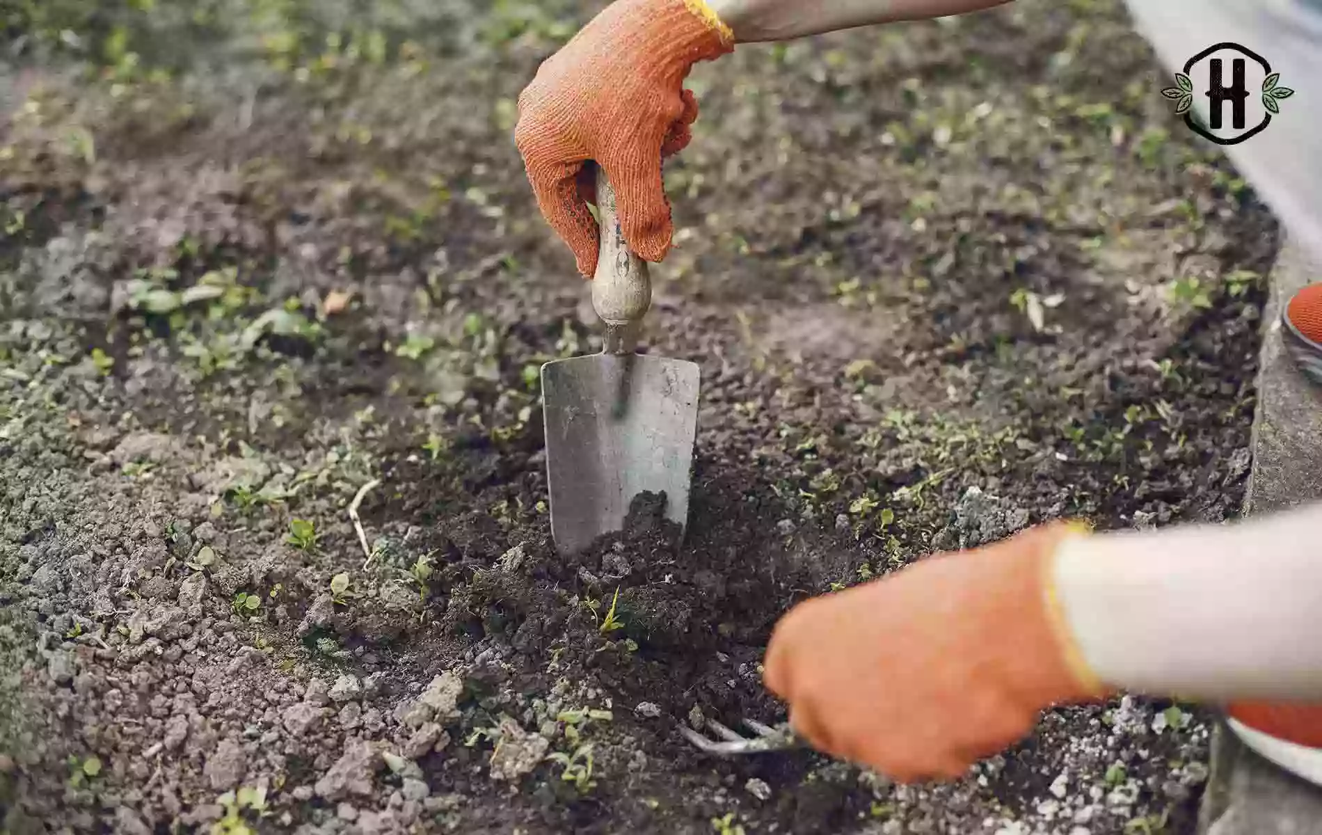 O que semear na horta e jardim em Maio